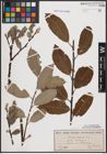 Foto von Salix caprea L.